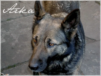 arka II..jpg